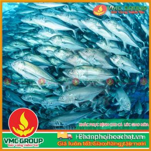 phong-benh-ca-nuoi-ao-mua-nuoc-noi-pphcvm-2