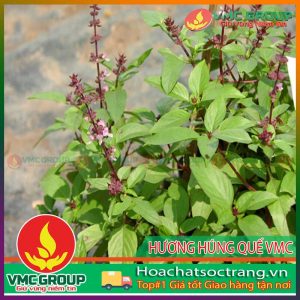 huong-hung-que-vmc